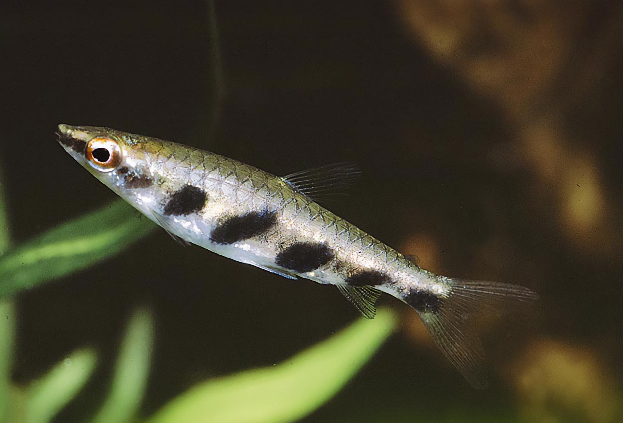 Espe´s pennfisk, svartfläckspennfisk, brun pennfisk