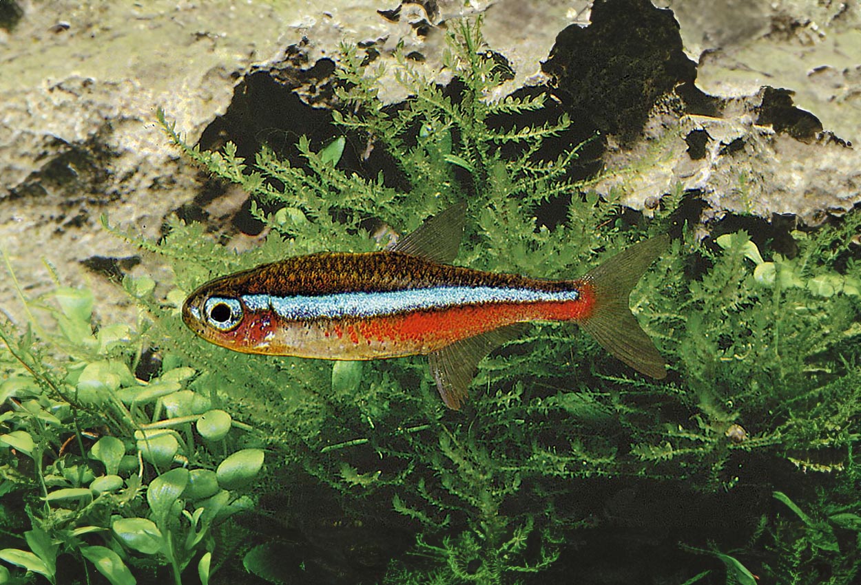 Grön neontetra, falsk neontetra