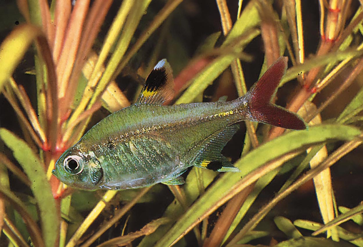 Foto på fisken Pristella maxillaris