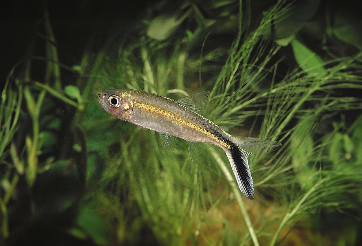 Pingvintetra