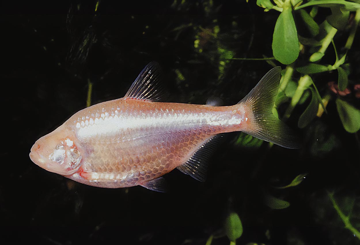 Foto på fisken Astyanax jordani