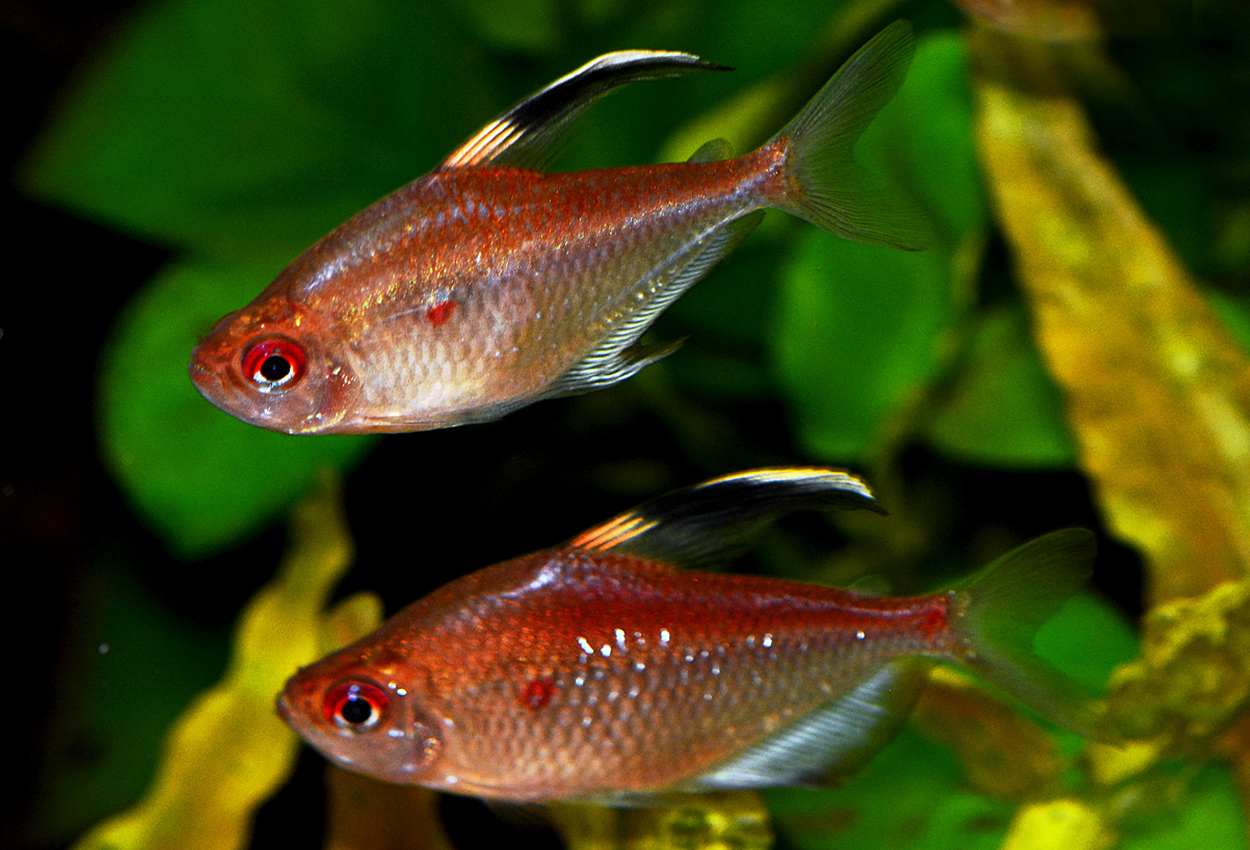 Foto på fisken Hyphessobrycon pyrrhonotus