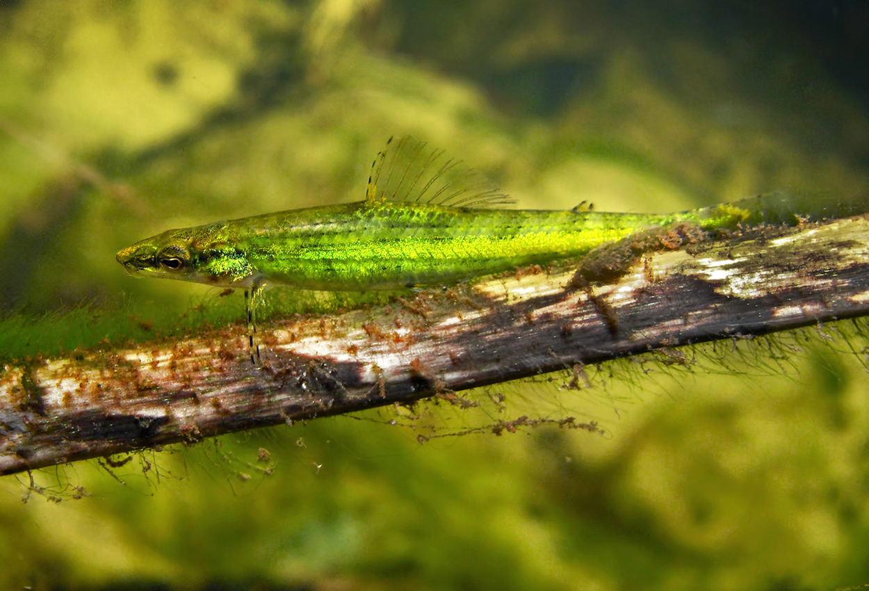 Kameleonttetra, grön darter tetra