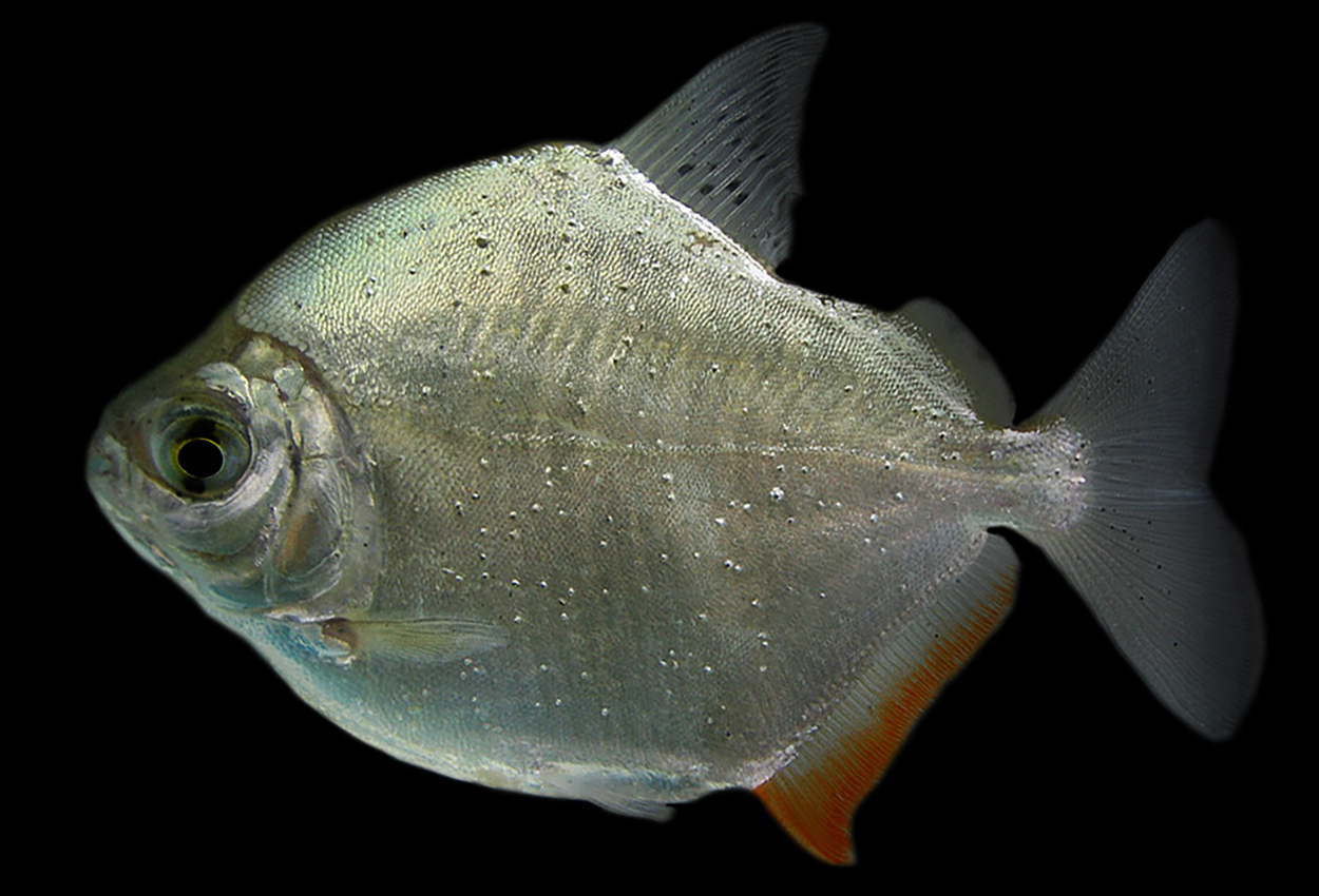 Orinocos silverdollar, Orinocos skivtetra