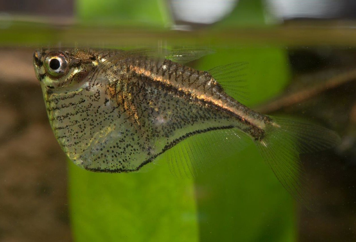 Foto på fisken Carnegiella marthae