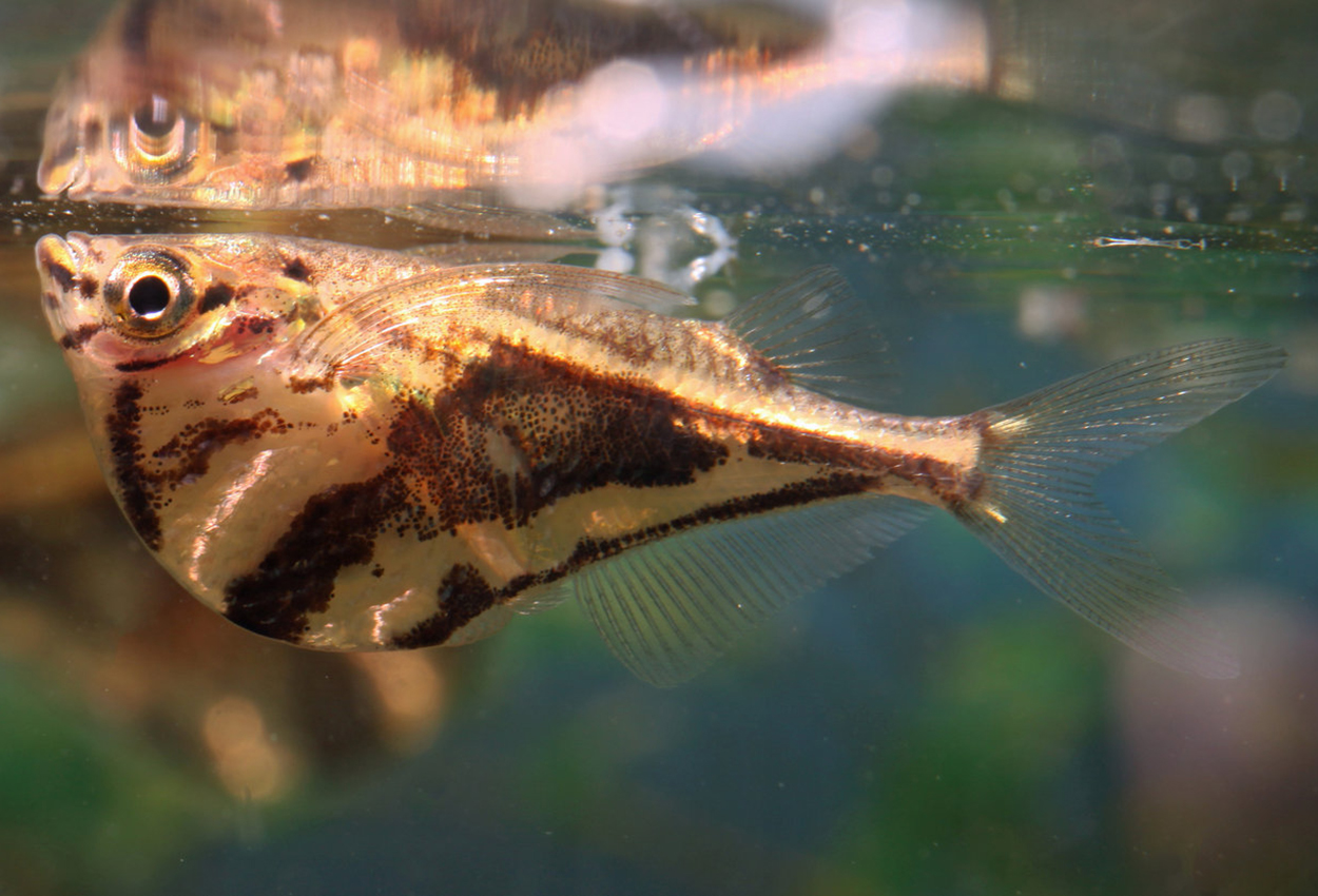 Foto på fisken Carnegiella strigata