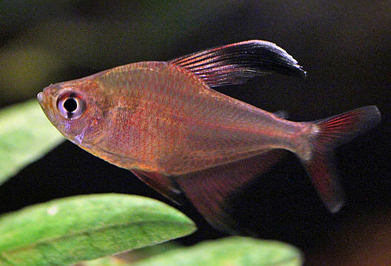 Foto på fisken Hyphessobrycon jackrobertsi