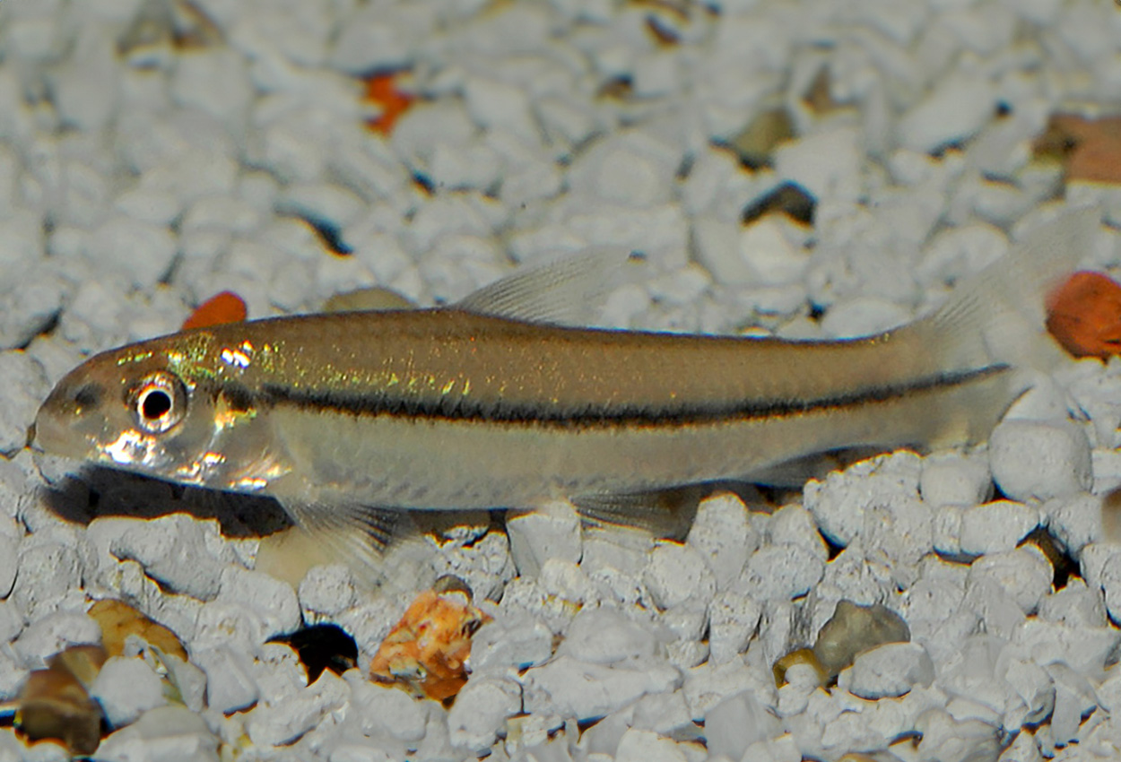 La Platas darter tetra, La Platas algtetra