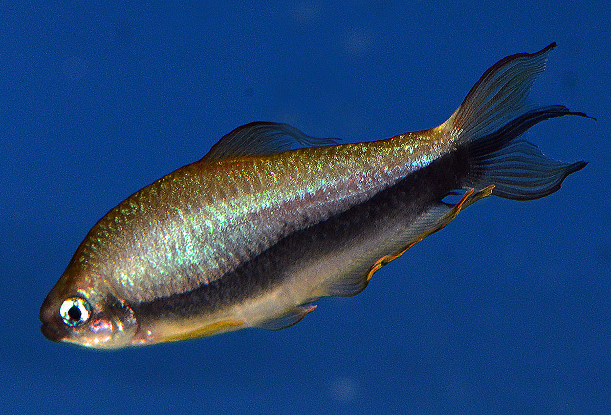 Perukejsare, Perutetra