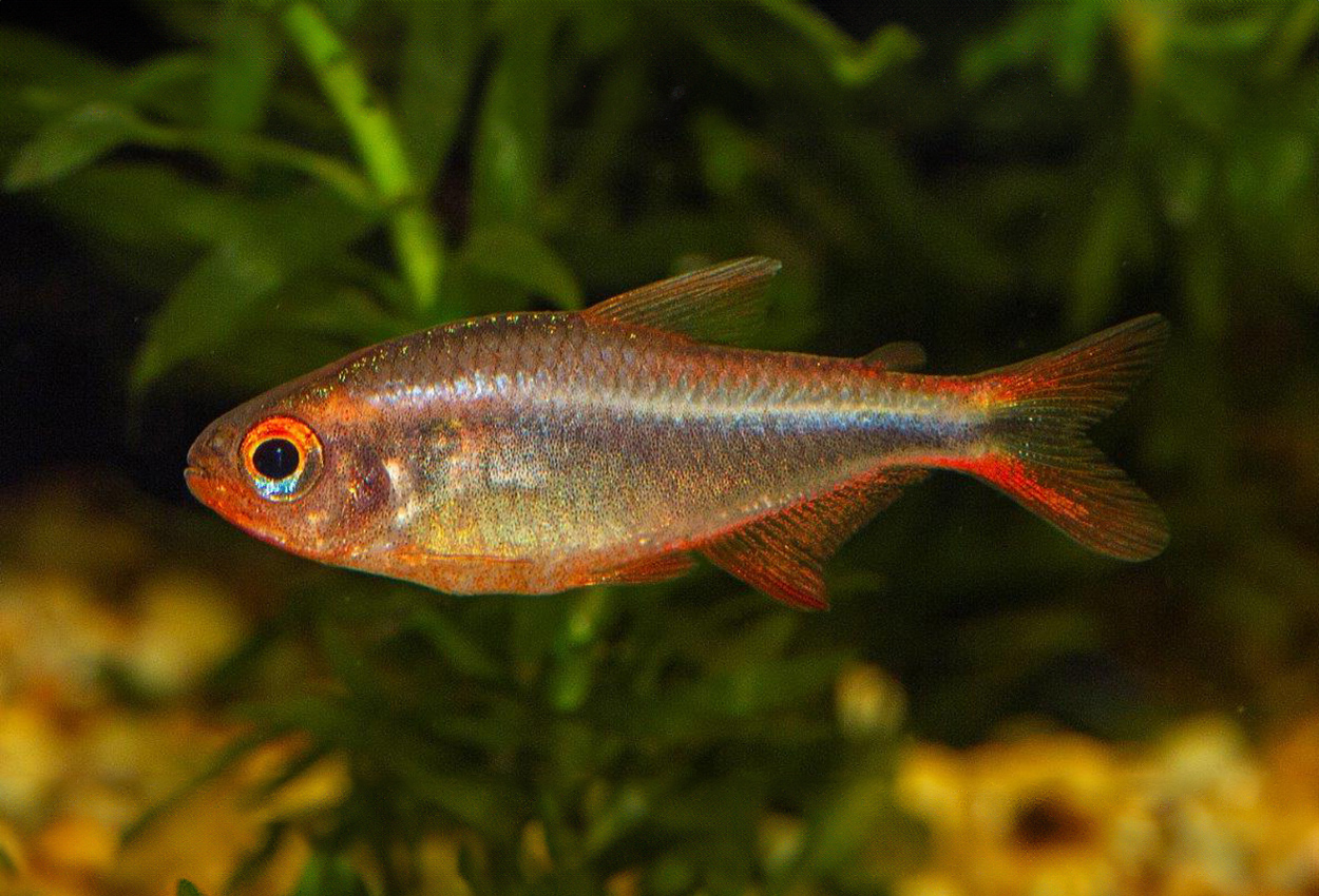 Foto på fisken Hyphessobrycon wadai
