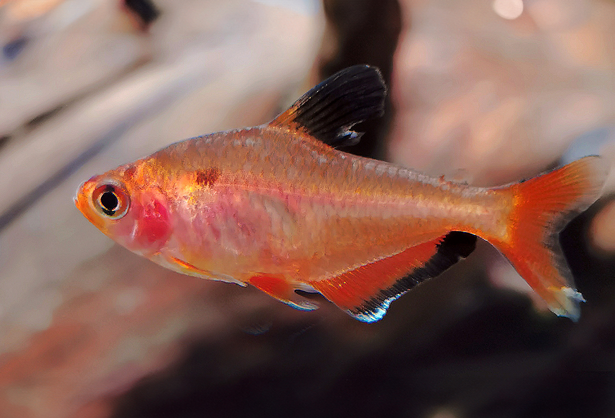 Foto på fisken Hyphessobrycon eques