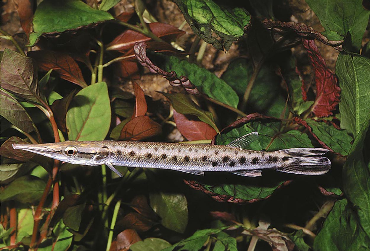 Foto på fisken Boulengerella maculata