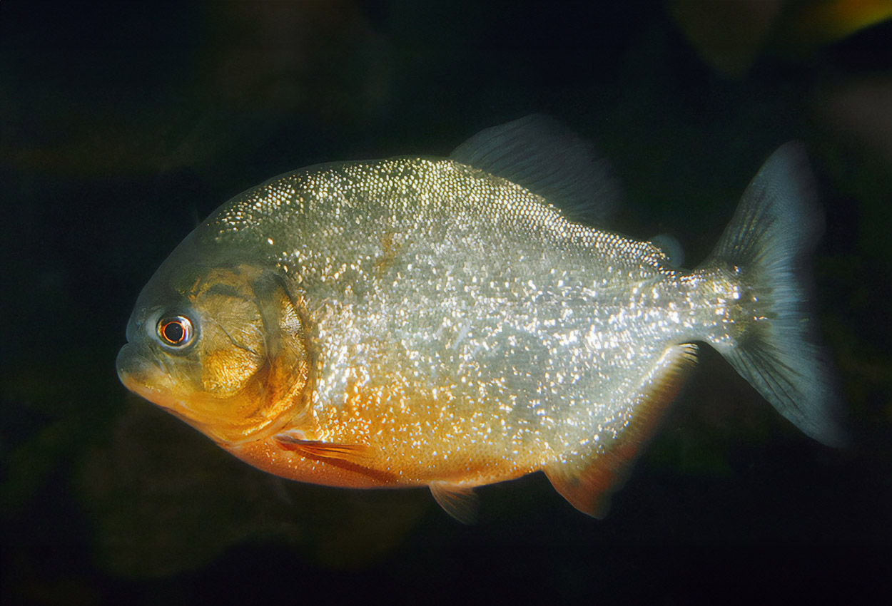 Foto på fisken Pygocentrus nattereri