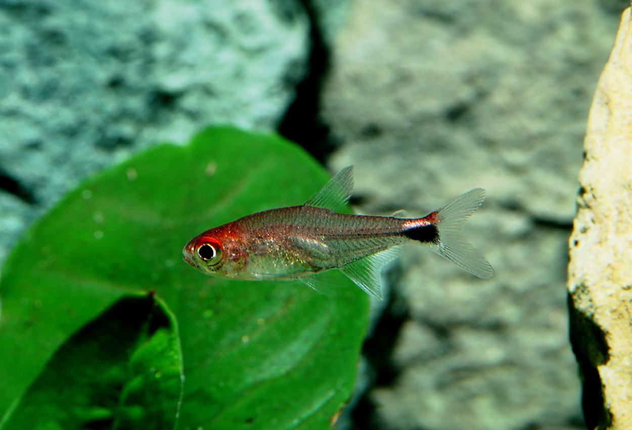 Purpurtetra, rubintetra