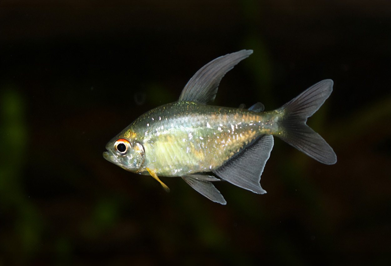 Diamanttetra, briljanttetra