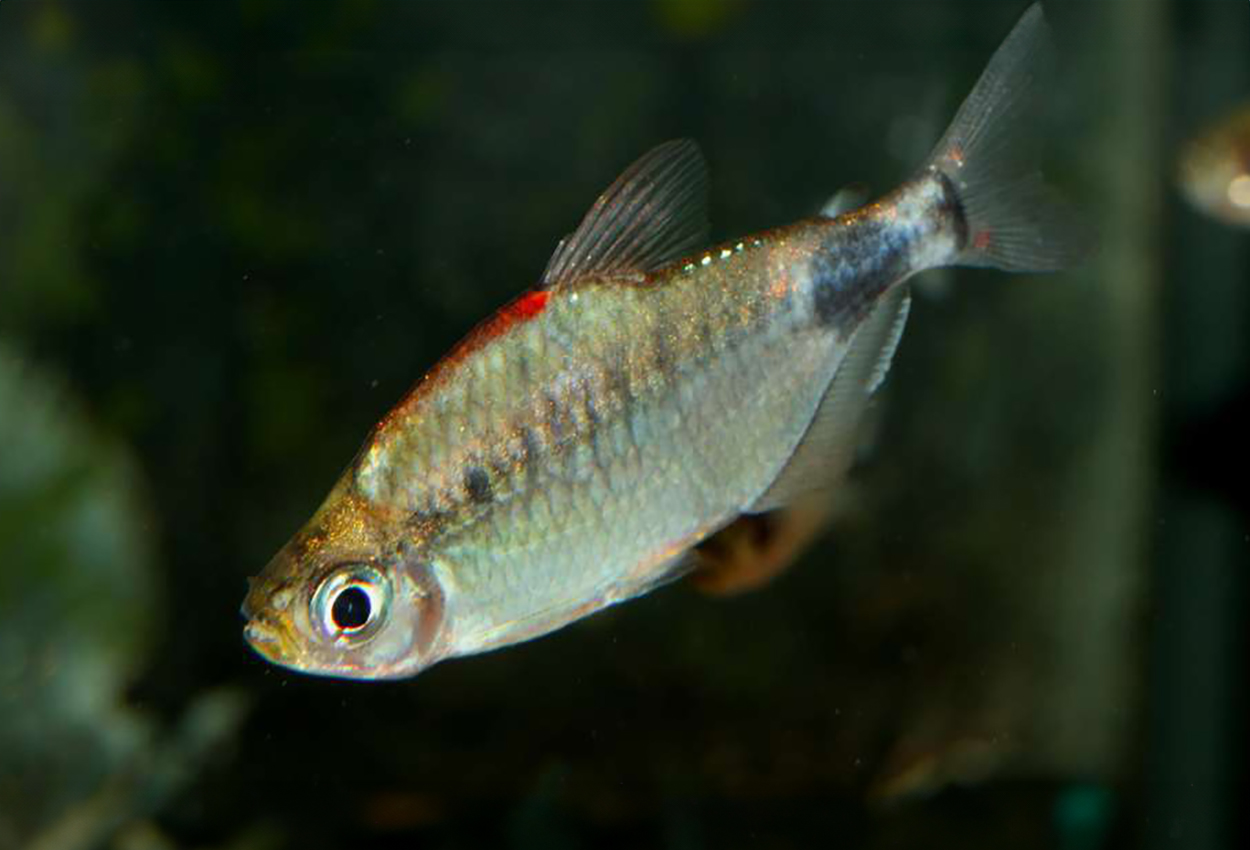 Breuseghems tetra, rödryggad måntetra 