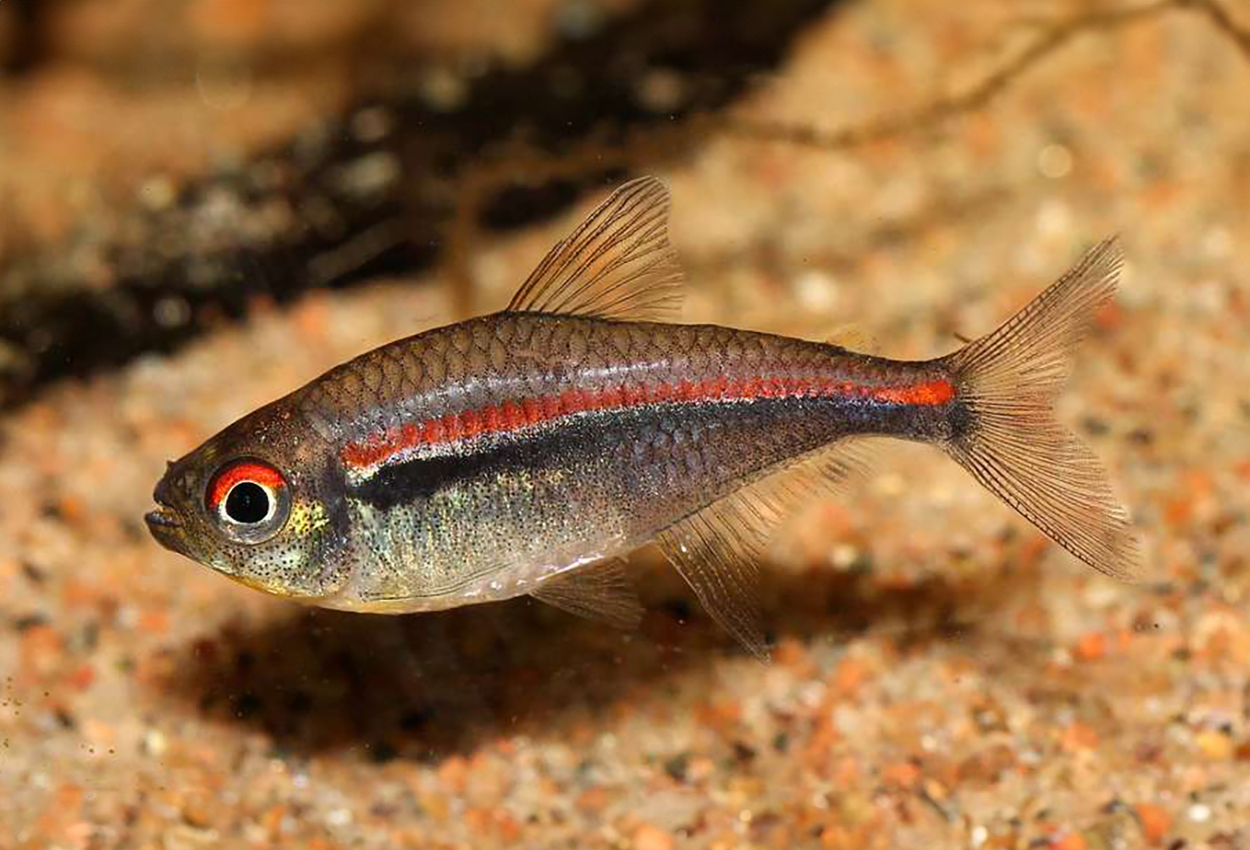 Amapa/red line/scarlet-tetra