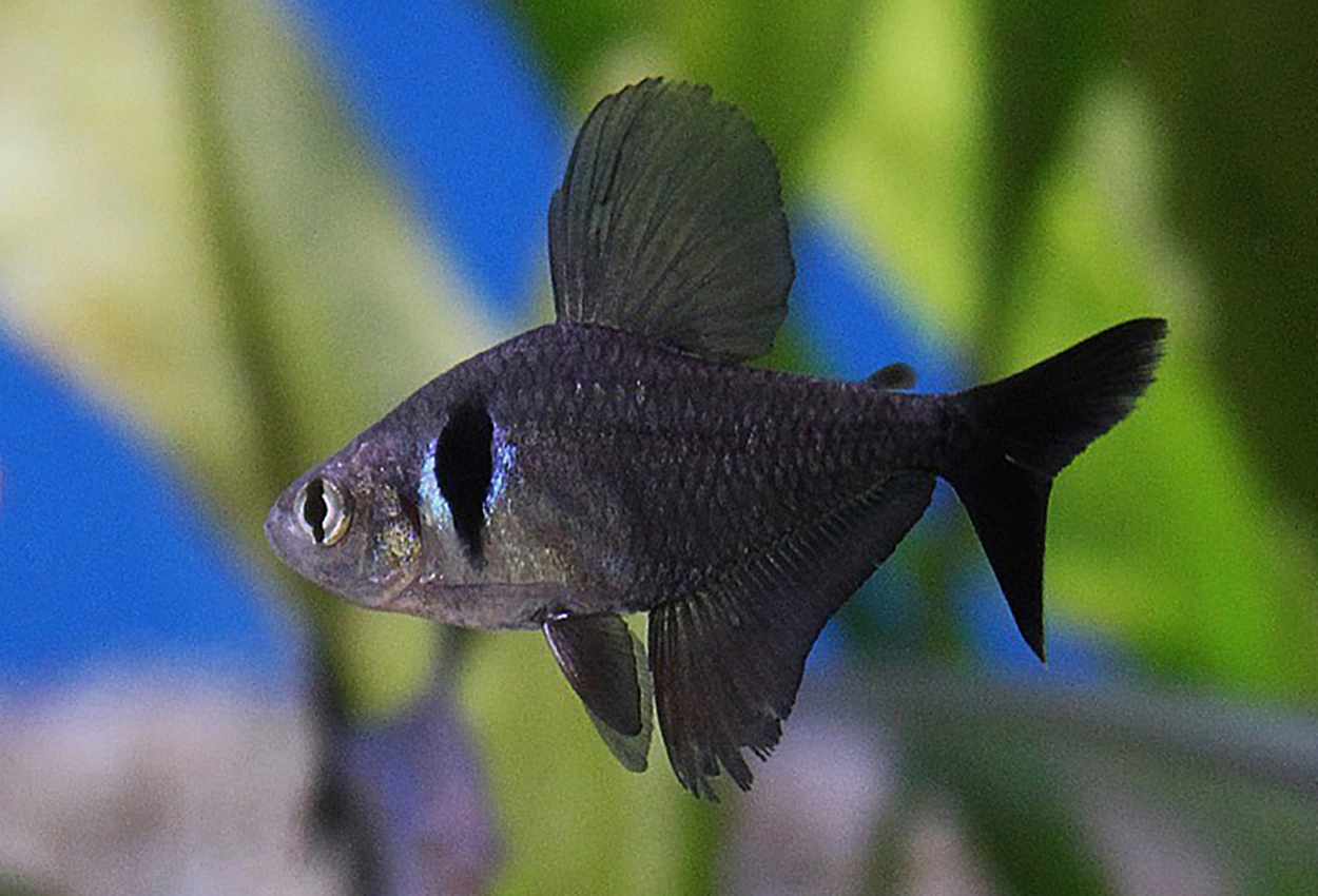 Foto på fisken Hyphessobrycon megalopterus