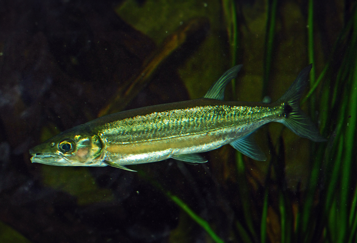 Hundtetra, sötvattensbarracuda, Amazon cachorro