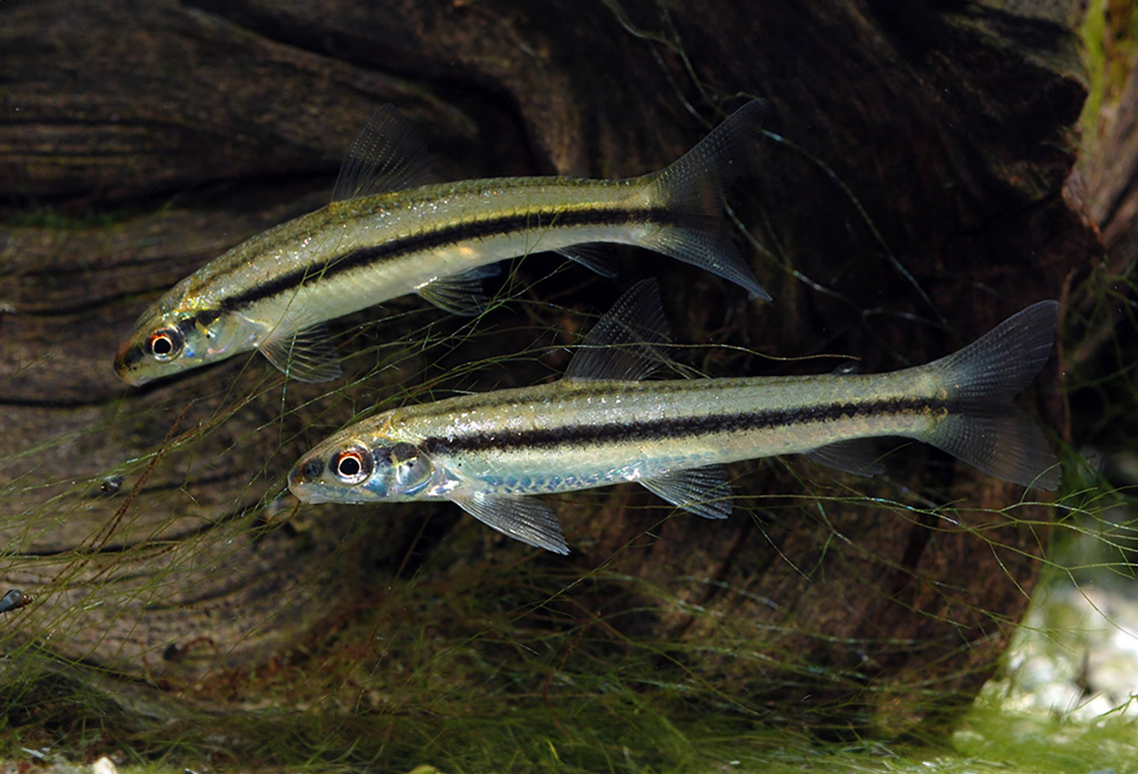 Brasiliansk darter tetra