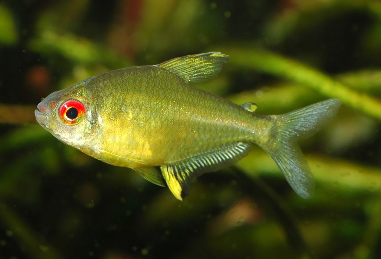 Foto på fisken Hyphessobrycon pulchripinnis