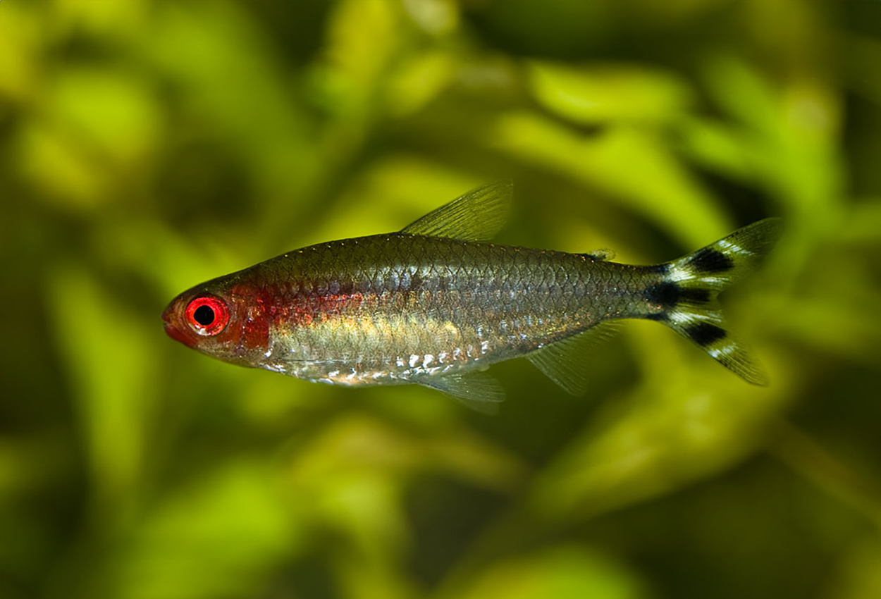 Foto på fisken Hemigrammus bleheri
