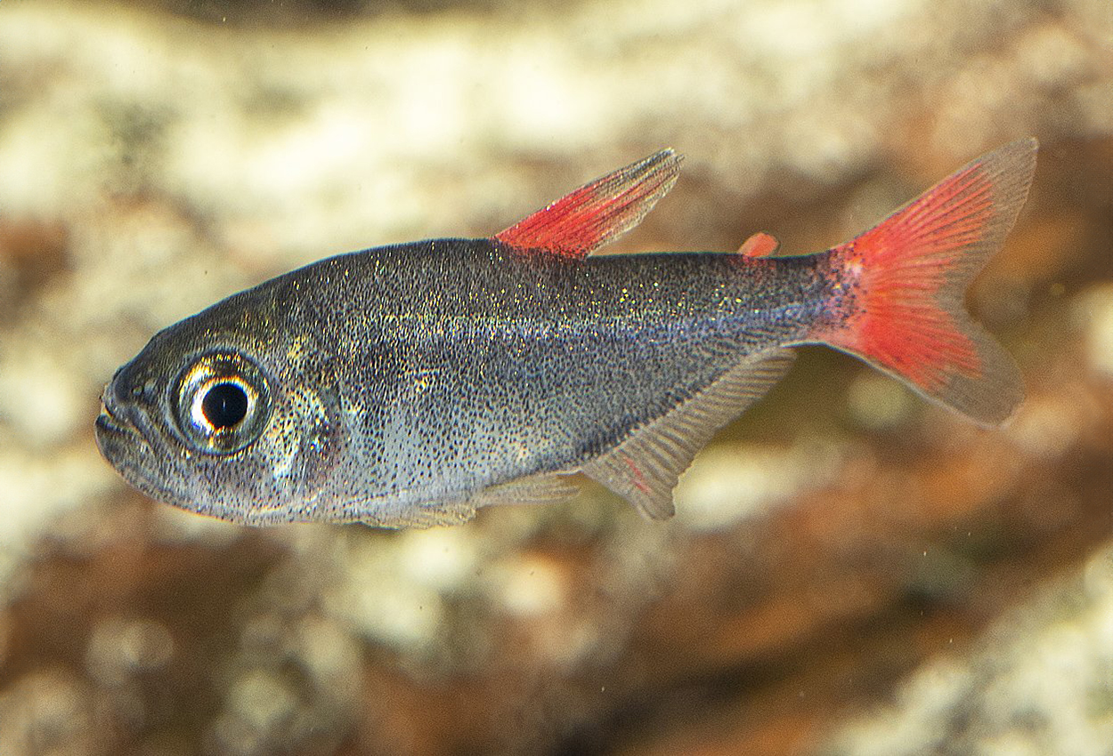Foto på fisken Hyphessobrycon eilyos