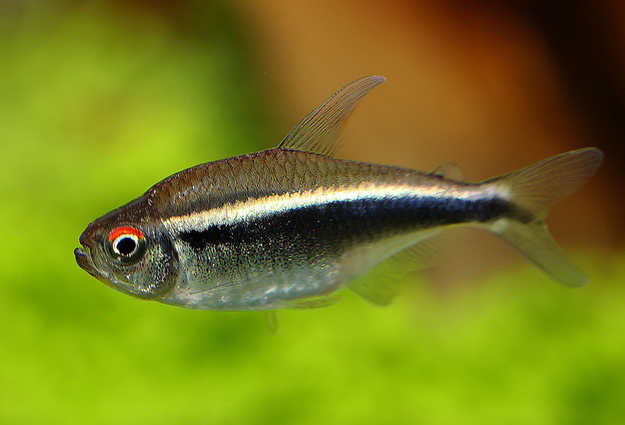 Foto på fisken Hyphessobrycon herbertaxelrodi
