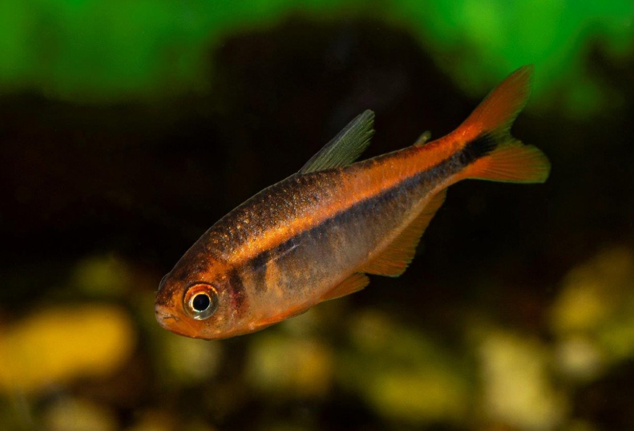 Foto på fisken Hyphessobrycon myrmex 