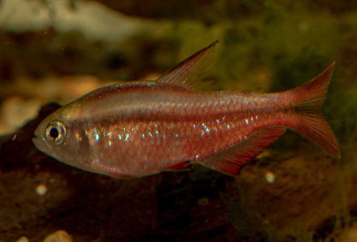 Foto på fisken Hyphessobrycon notidanos
