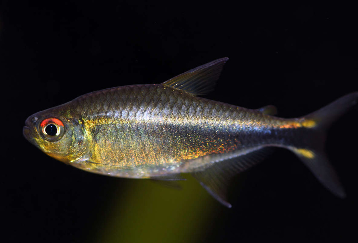 Meta tetra, purpurtetra