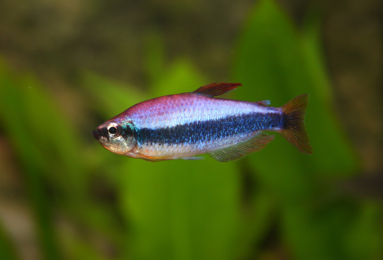 Foto på fisken Inpaichthys kerri