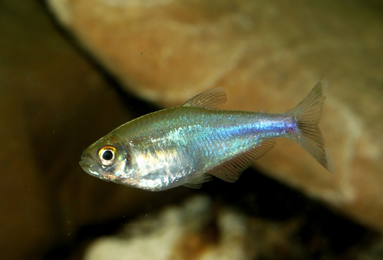 Blå/Bork´s tetra, blå Peru tetra