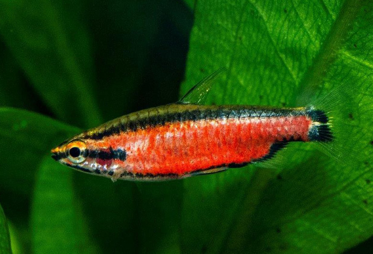 Foto på fisken Nannostomus  sp. 'superred Cenepa'  