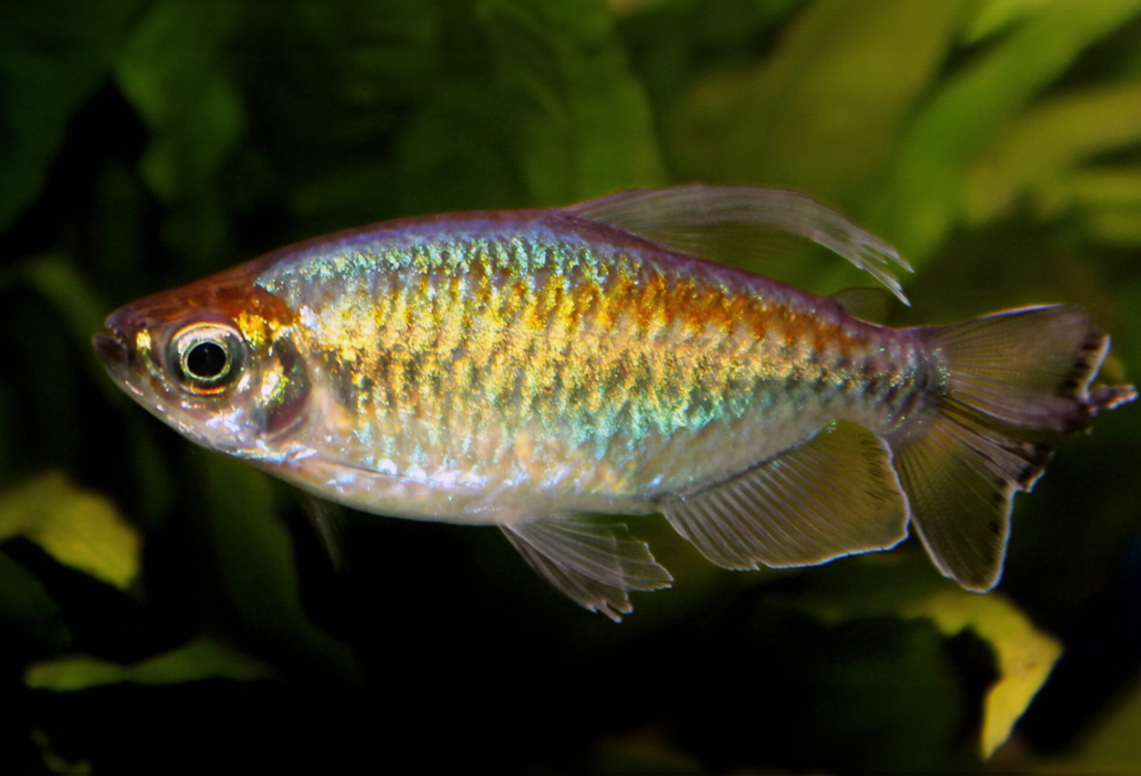 Kongotetra