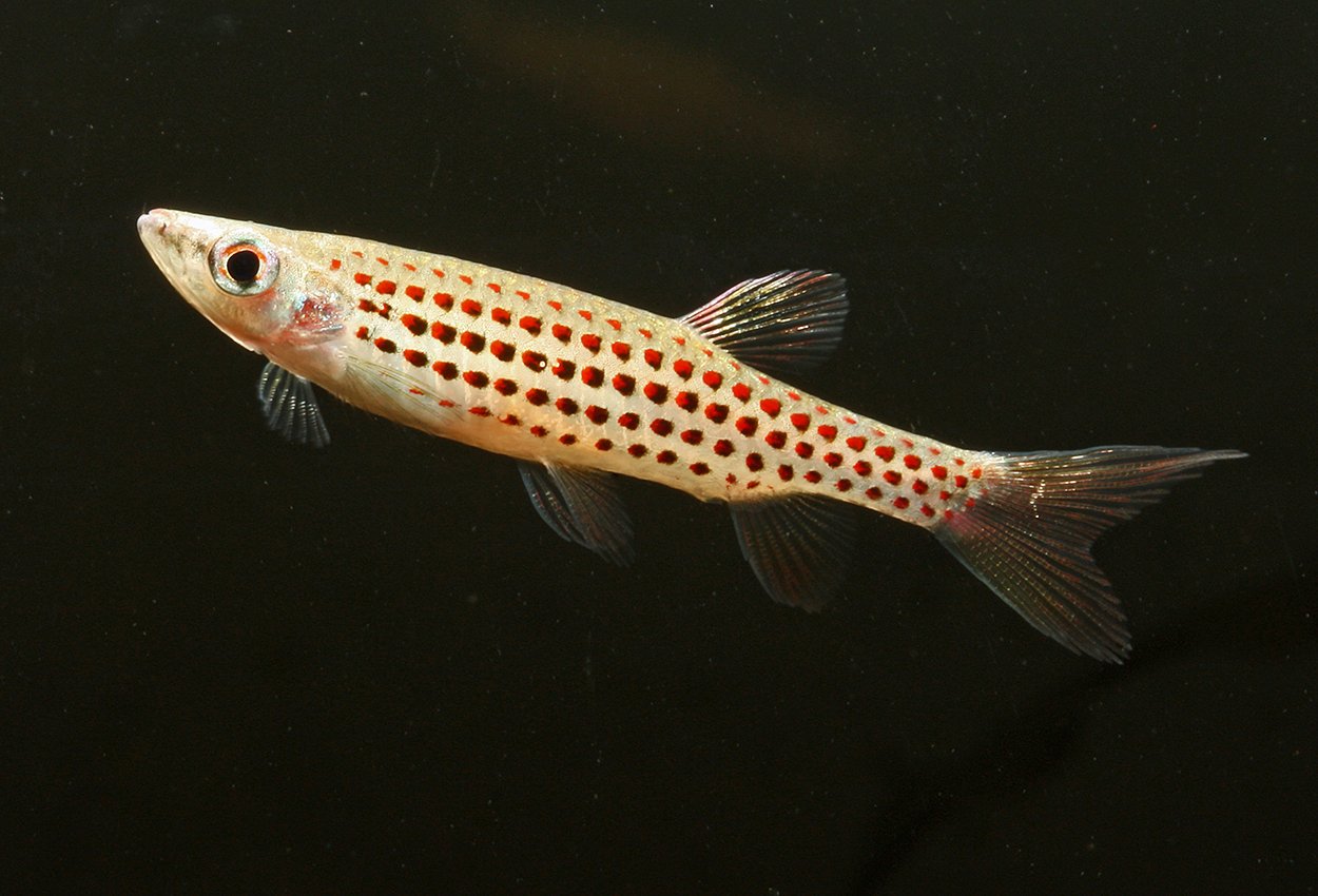 Prickig tetra