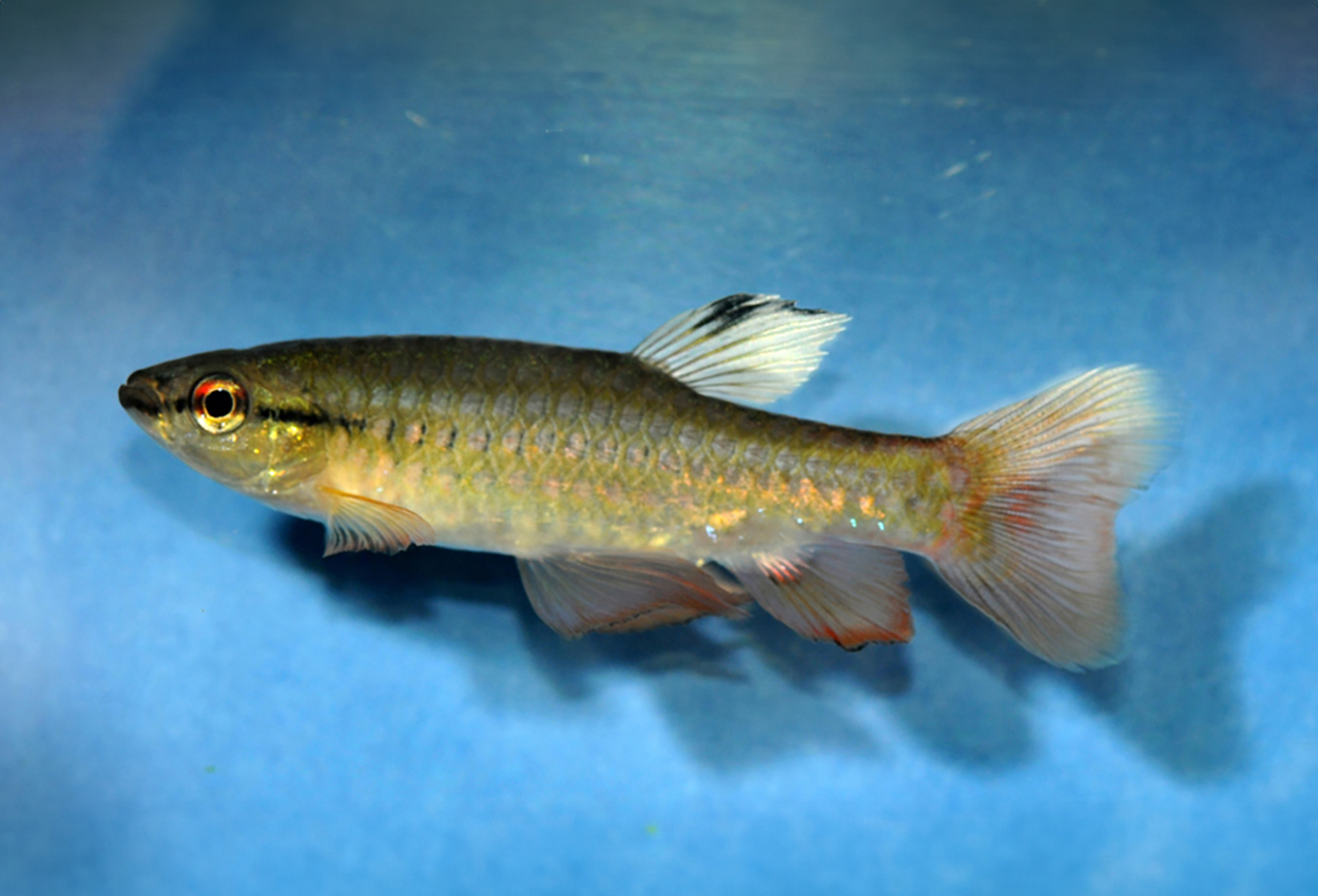 Kortbandad pyrrhulina, kortbandad tetra