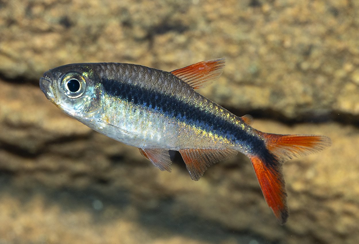 Rödfenad pingvintetra