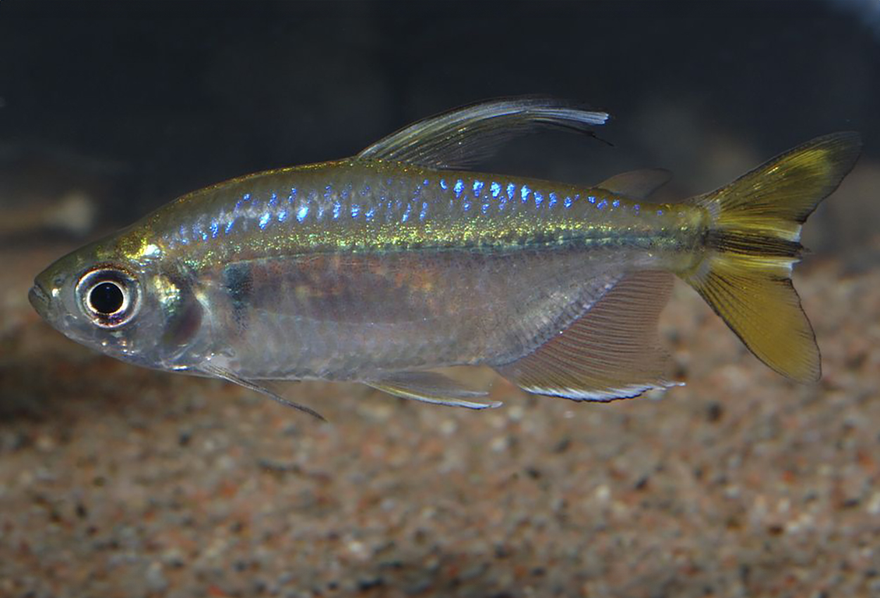 Gul kongotetra, gulfenad tetra