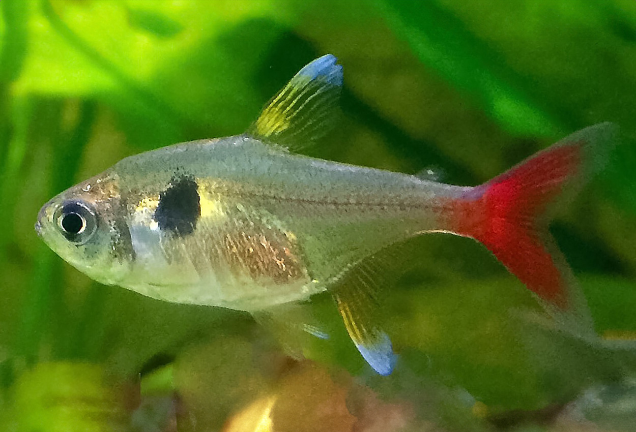 Gul fantomtetra