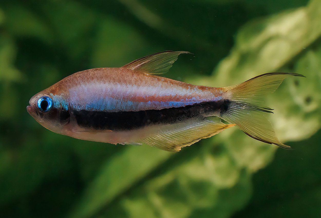 Foto på fisken Nematobrycon palmeri