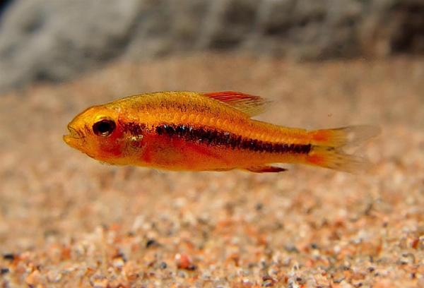 Weitzmans rovtetra
