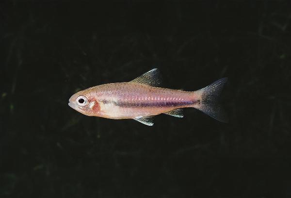 Trewavasae tetra