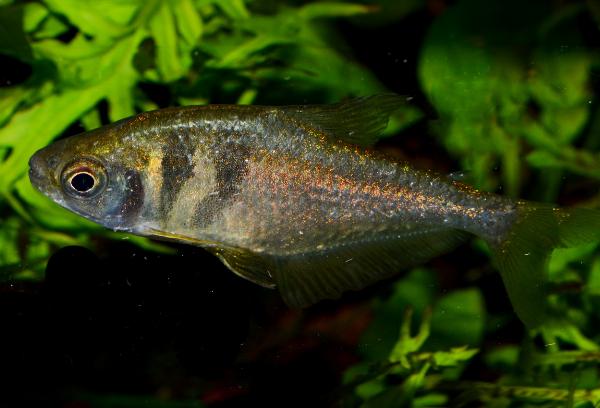 Gul tetra, mässingstetra