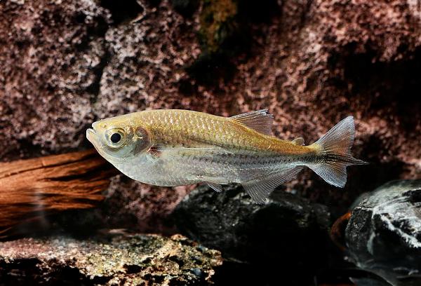 Spetsstjärtad/flygande tetra