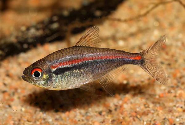Amapa/red line tetra