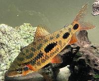 <i>Leporinus</i> sp. 'strawberry'