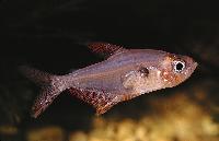 <i>Hyphessobrycon rosaceus</i>