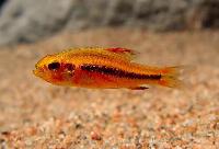 Weitzmans rovtetra 