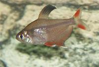 <i>Hyphessobrycon rosaceus</i>